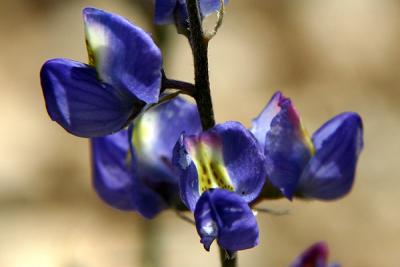 Img_0537 copy.jpg