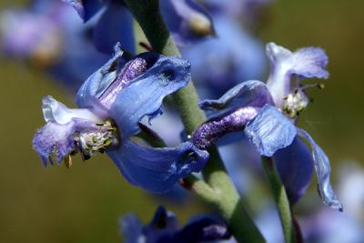 Img_0576 copy.jpg
