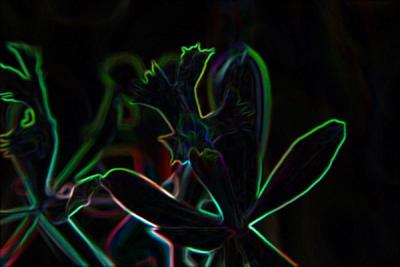 Img_8707B.jpg