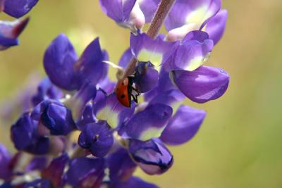 Img_0950w.jpg