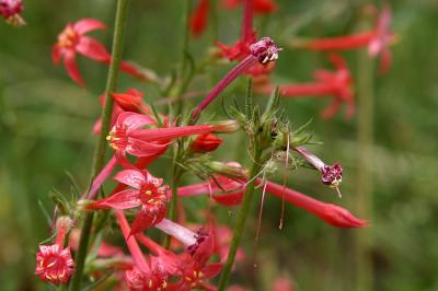 Scarlet Gilia