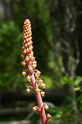 Pinedrops
