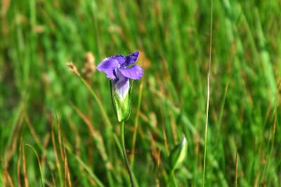 Fringed Gentian