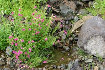 IMG_3833w.jpg