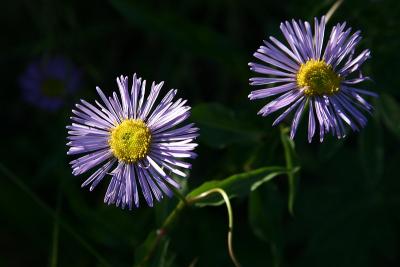 IMG_3937w.jpg