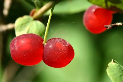 Red Twinberry