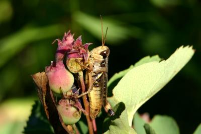 IMG_5290w.jpg