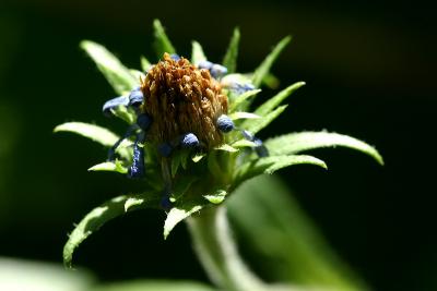 IMG_5698w.jpg
