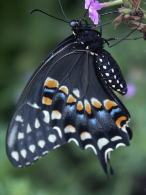 v3/67/427067/3/45336343.BlackSwallotail.jpg