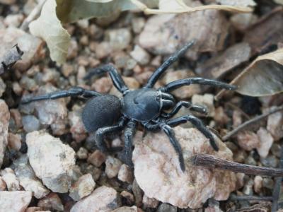 Trapdoor Spider.jpg