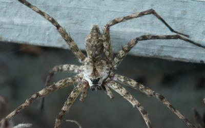 Nursery Web Spider.jpg