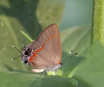 Red-banded Hairstreak.jpg