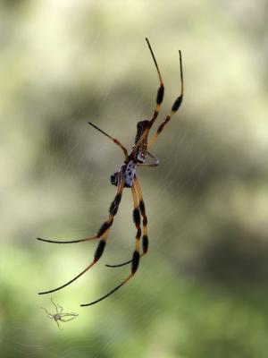 Goldensilk Spider.jpg