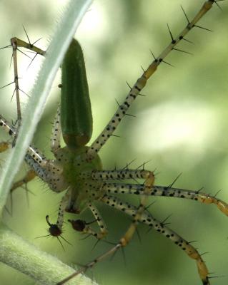 Green Lynx spider.jpg