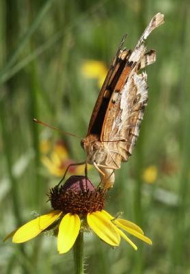 Tattered Wings.jpg