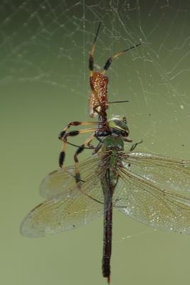 Goldensilk Spider with Dragonfly.jpg