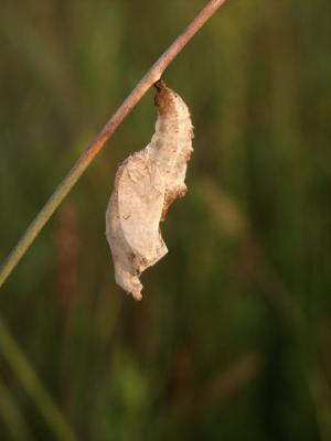 v3/67/427067/3/49102761.emptyFritilarychrysalis.jpg