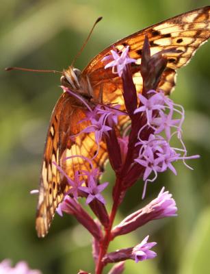Variegated Fritillary.jpg