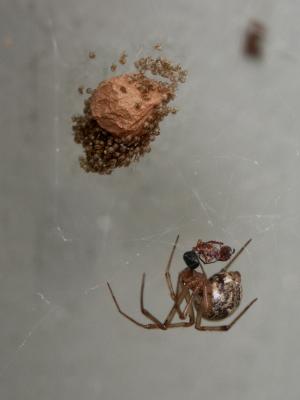 House Spider with hatchlings.jpg