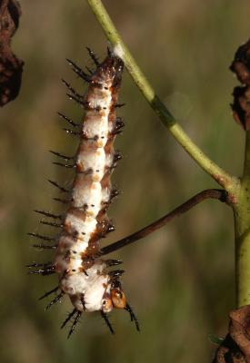Fritillary Caterpillar.jpg