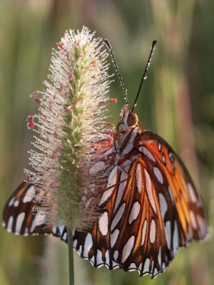 v3/67/427067/3/49439643.GulfFritillary02.jpg