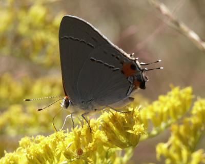 Gray hairstreak.jpg