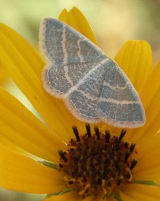 Moth.jpg