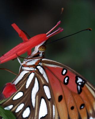 Gulf Fritillary.jpg
