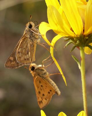 Fiery Skippers.jpg