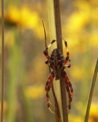 Barn Spider.jpg