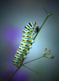 Black Swallowtail caterpillar.jpg