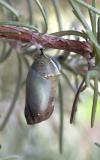 Monarch Chrysalis.jpg