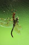 Goldensilk Spider and Dragonfly.jpg