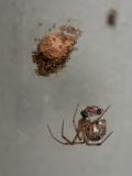 House Spider with hatchlings.jpg