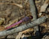 Roseate Skimmer.jpg