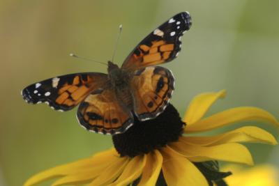 Butterflies