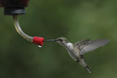 Hummers