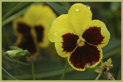 Pansies