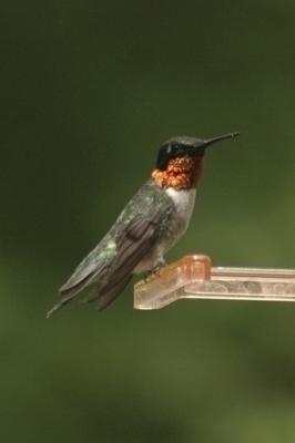 Hummers