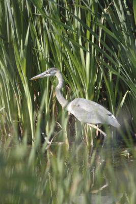 Bird Watcher
