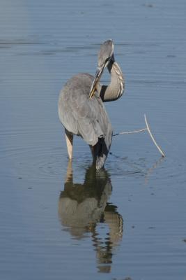 Great Blue Heron