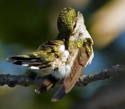Morning Preen
