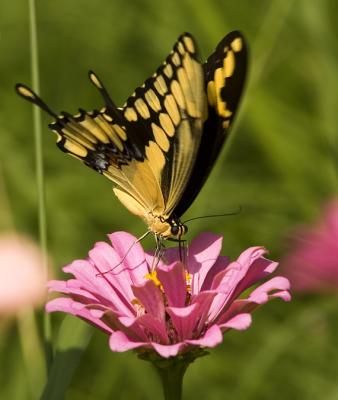  Giant Swallowtail (Papilio cresphontes)