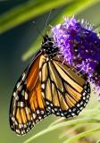 Monarch - (Danaus plexippus)