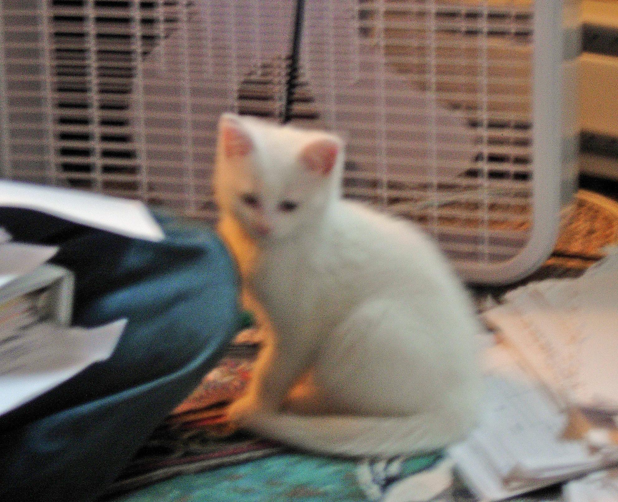 Blurry, but you can get an idea of how little he is.