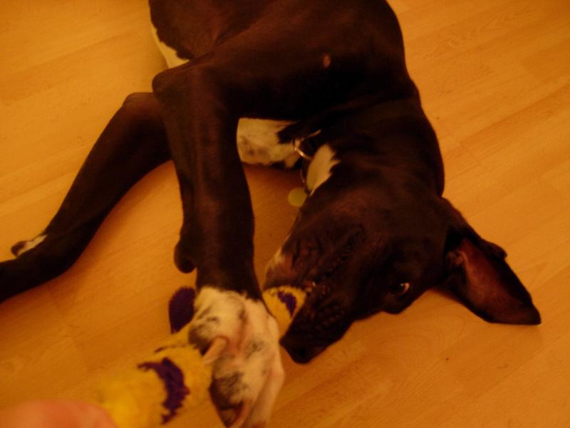 Zaza, playing.