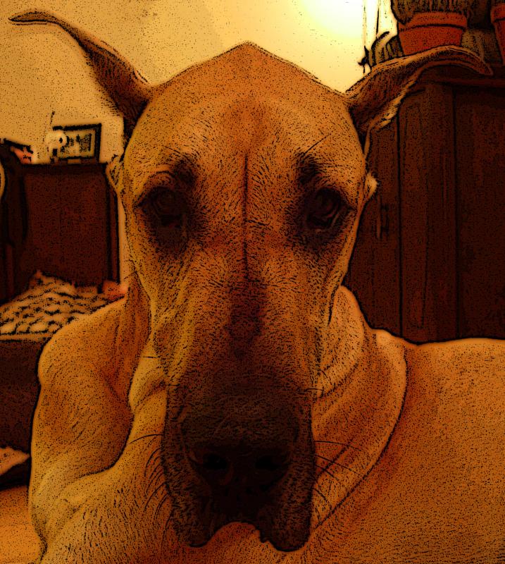 Roxy, with Poster Edges.
