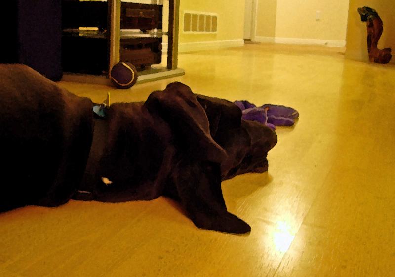 Zaza thinks life is hard. But shes been treated with... I cant remember what filter this is, but I like it.