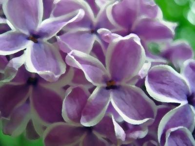 Close-up of a lilac using the Palette Knife filter. I love this one.