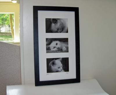 A framed portrait set of Zombie for Joy's birthday.